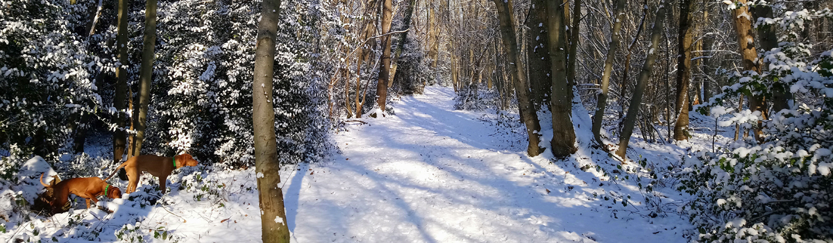 Winter Snow