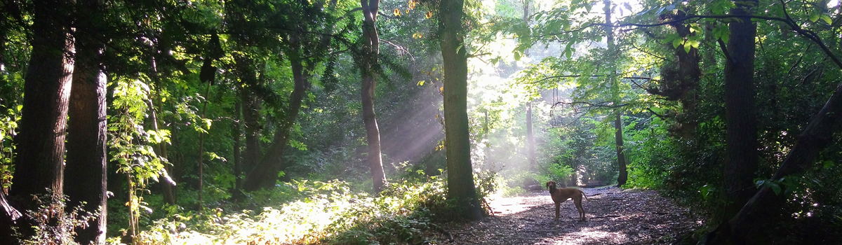 Summer Rays